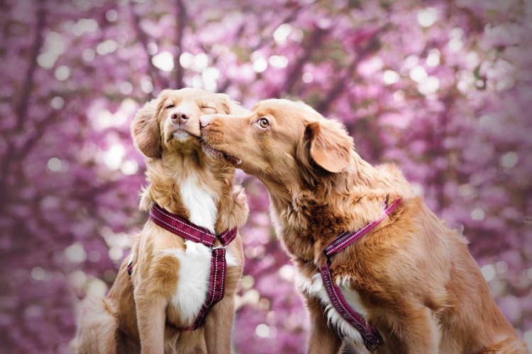 Two Novascotia Duck Tolling Retrievers sharing a kiss with blossoms in the background