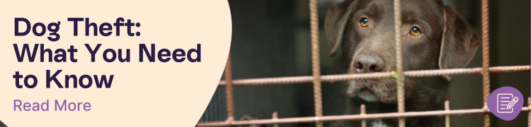 A brown labrador sadly looking through the bars of a cage with overlay text that reads "Dog Theft: What You Need to Know"