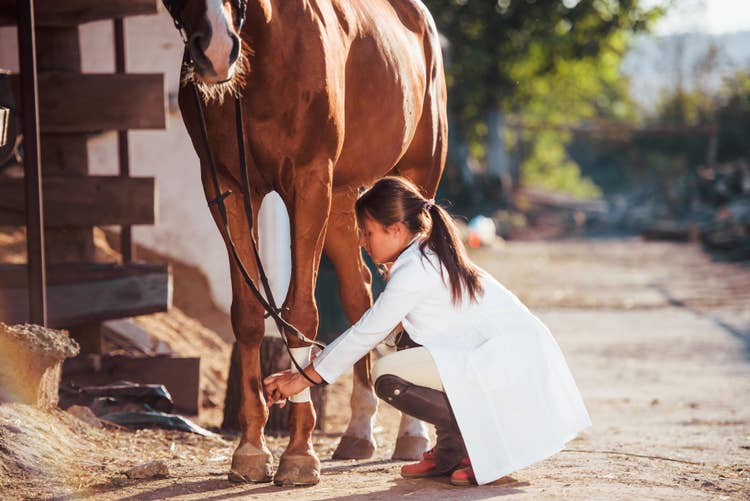 A brown adult horse having their front left bandanged by a female equine vet