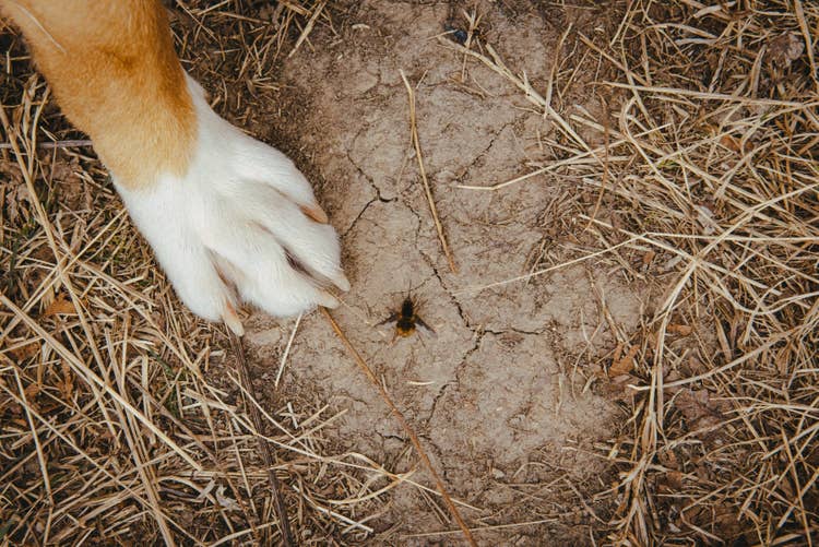 Close up of a tan a white dog paw next to a lone bee on the cracked earth ground.