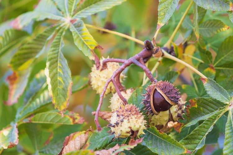 A close up of a ripe conker still hanging on a branch with a split shell.