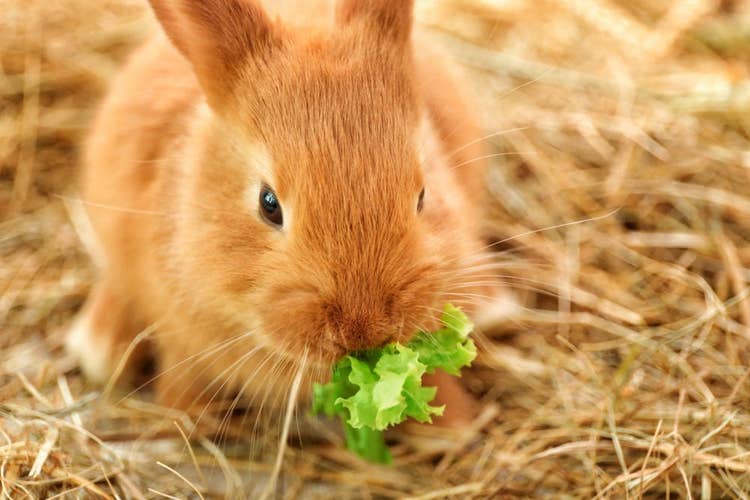 A reddish-brown rabbit sitting on a bed of hay eating a lettuce leaf.