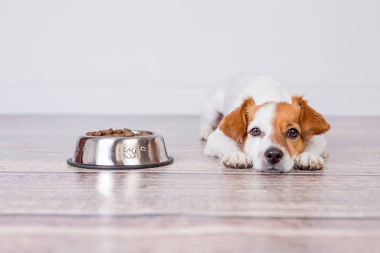 A young Jack Russell Terrier lying on the kitchen floor with its head on its paws beside a full bowl of dog food.
