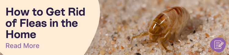 Get rid of fleas inthe home