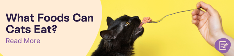 What Human Food Can Cats Eat Header