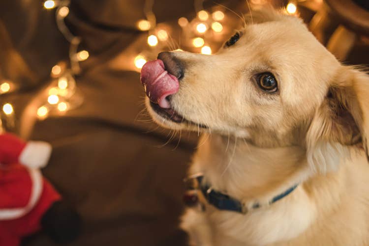 A light brown floppy-eared dog licking their lips in front of a christmas tree