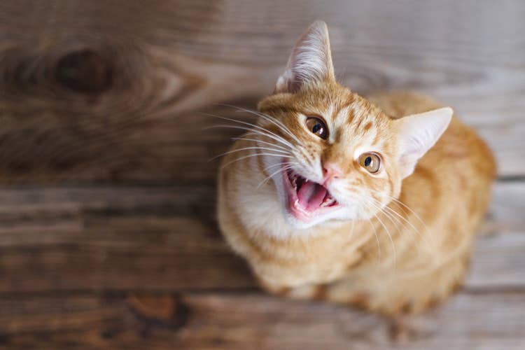 An above photo of a ginger cat meowing while sat on a wooden floor.