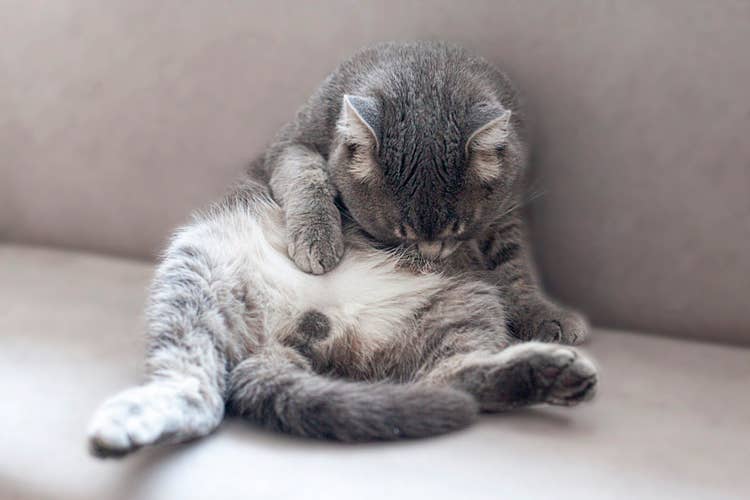 A grey tabby cat sitting upright on a sofa to groom their stomach.