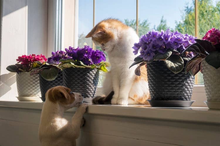White and ginger kitten sitting on the windowsill between four African Violet plants while a Jack Russell Terrier puppy tries to climb up too.