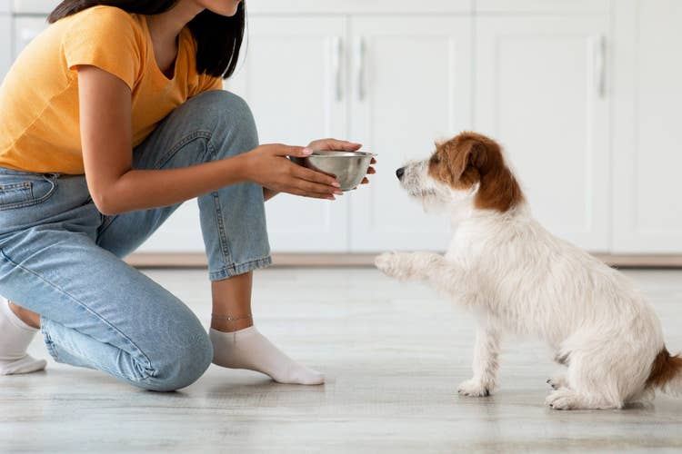A female owner with dark hair wearing jeans and a yellow top offering a bowl of food to her patient white and tan wire-haired terrier