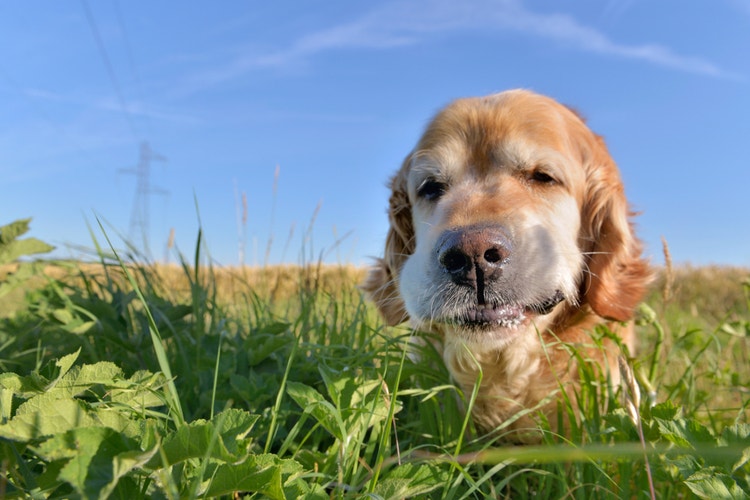 A senior golden retriever happily eating grass in a meadow