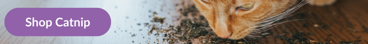 A ginger cat sniffing dried catnip with overlay text that reads &#34;Shop Catnip&#34;