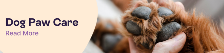 Caring for your dog's paws header