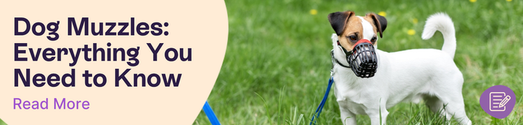 Canine Parvovirus header image of a dog sitting calmly while their owner talks to a vet