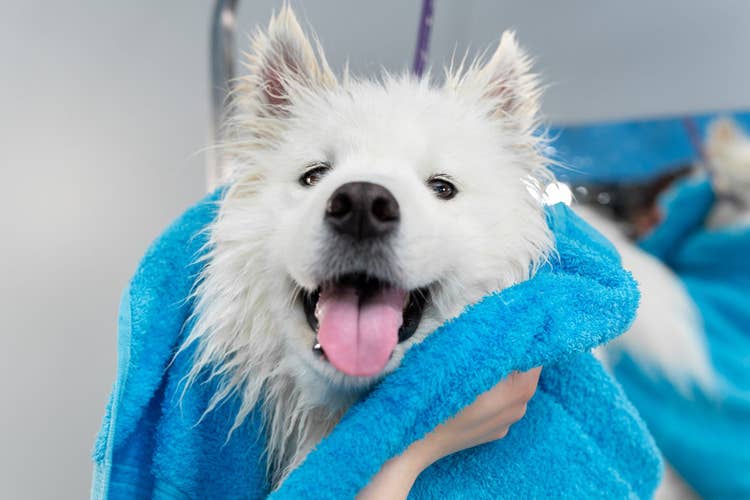 A happy, slightly damp Samoyed being dried with a blue towel after bath time.