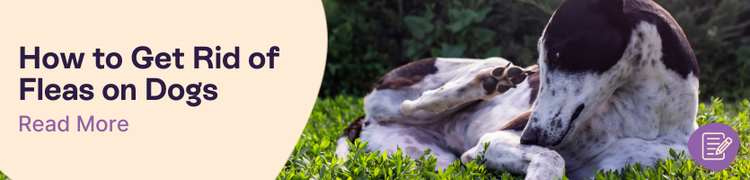 How to get rid of fleas on dogs header