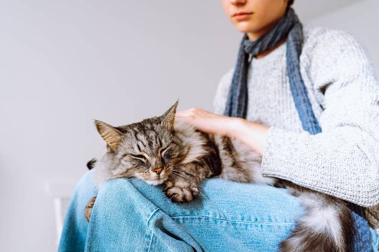Cat snoozing on a cat sitters lap