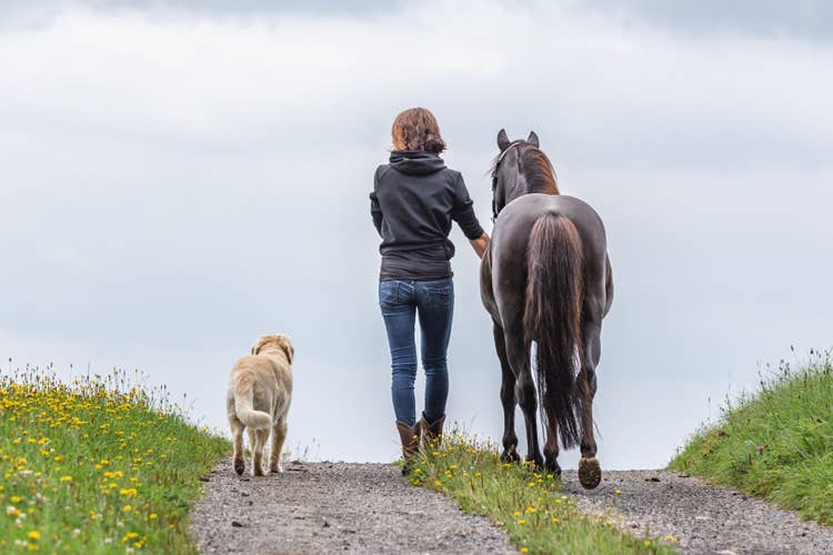 A female horse owner walking her horse down a coastal path with her trusty golden retriever dog walking at her heel.