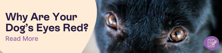 Why is my dog's eyes red | Pet Drugs Online