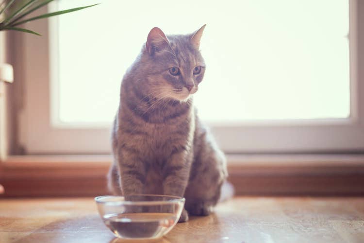 A grey tabby cat stting on a kitchen counter in fornt of a window with a glass bowl of water in front of them.