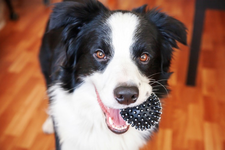 A border collie holding a black ball in their mouth and looking expectantly at the camera