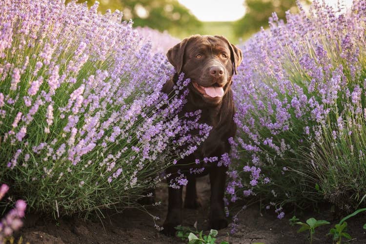 A brown labrador standing in a lavender field in full bloom.