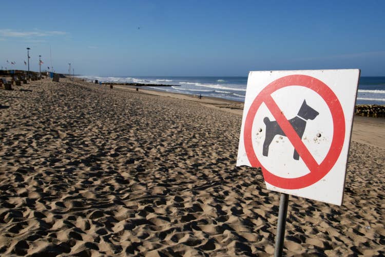A No Dogs Allowed sign before the entrance to a beach.