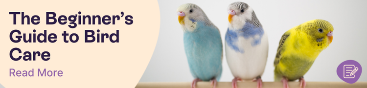 Bird care guide header