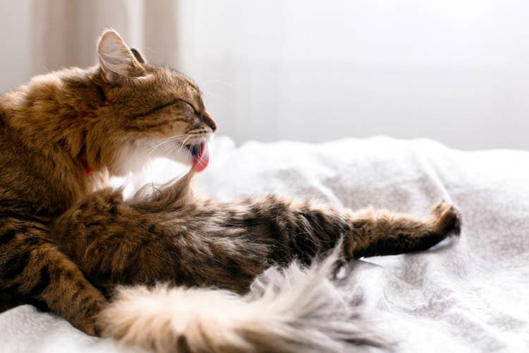 A long-haired tabby cat licking themselves on a white bedspread.
