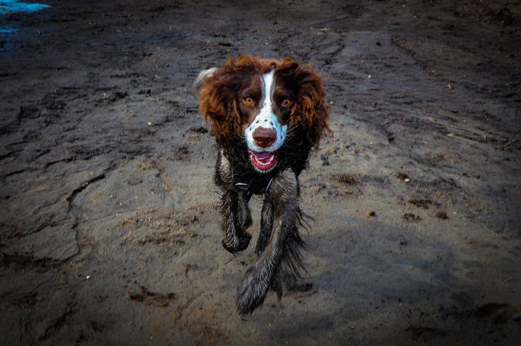 A brown and white springer spaniel on a muddy walk on the beach