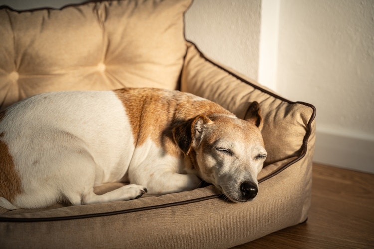 A senior dog snoozing in a sunspot on a living room sofa