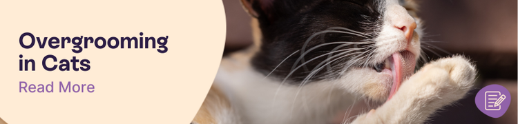 Overgrooming in cats