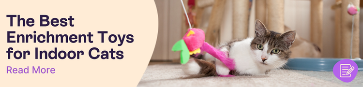 brown and white cat with pink toy playing on floor