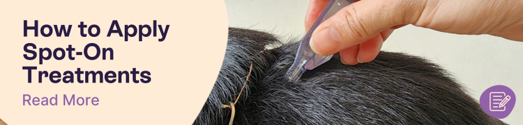 A close up of an owner using a silver pipette of flea treatment on the back of the neck on their black-haired dog with overlay txt that reads "How to Apply Spot-On Treatments"