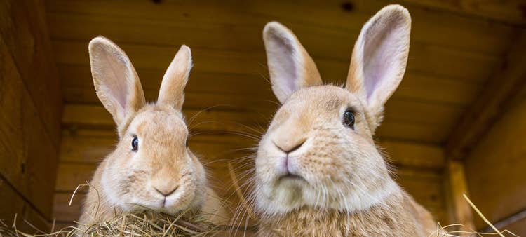 Two brown rabbits in their hutch surrounded by hay