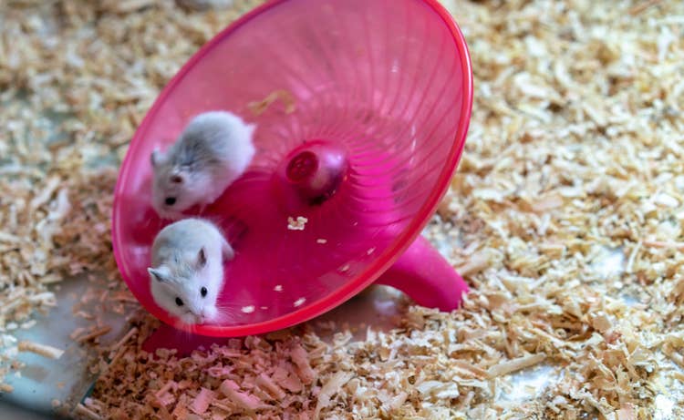 Two white russian dwarf hamsters playing on a pink hamster exercise saucer