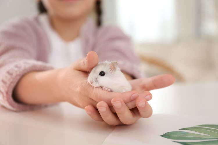 A woman in a pink cardigan holding her white russian dwarf hamster in her hand over a clean table top
