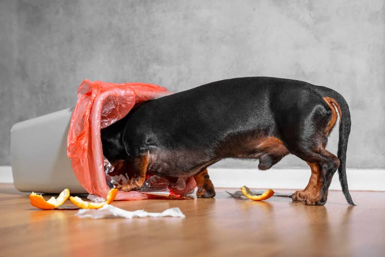 A black and tan miniature Dacshund rummaging through the contents of an uprturned kitchen bin.