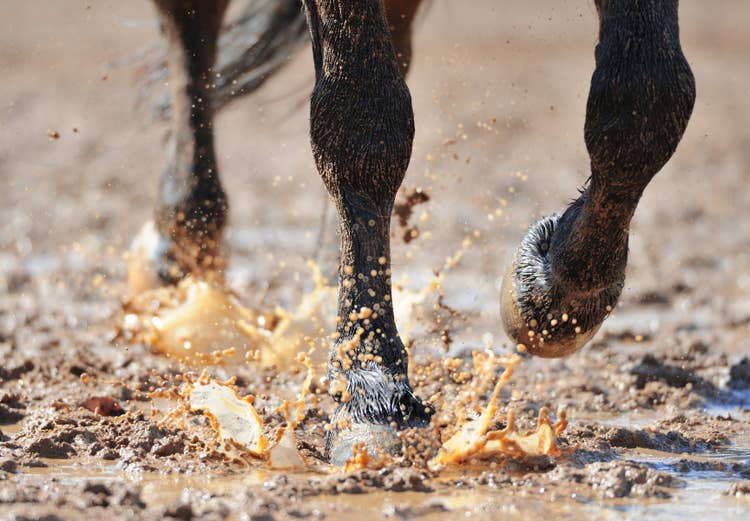 A close up of a black horse's hooves as they walk through a wet and muddy puddle