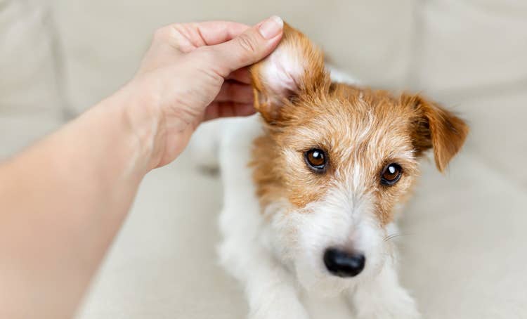 An owner lifting the ear flap of a their white and tan wire-haired terrier dog.