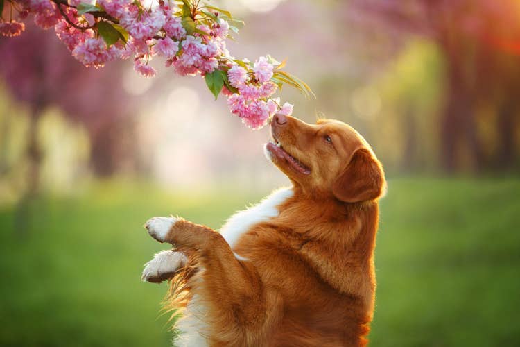 A red Novascotia Duck Tolling Retriever standing on their hind legs to get a good sniff of the pink blossoms on a tree