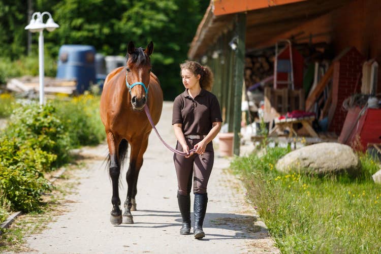 A female stable hand bridle walking a young bay horse out of the stables down a concrete path.