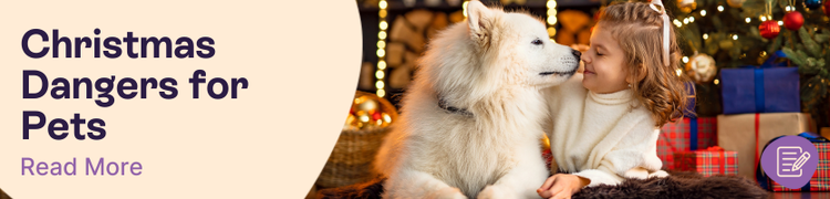 Common christmas dangers for pets