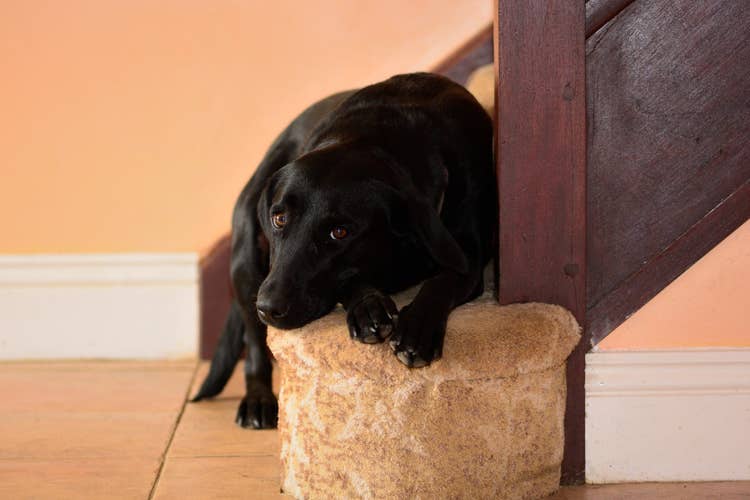 A black labrador looking sad while lying on the bottom step of a staircase.
