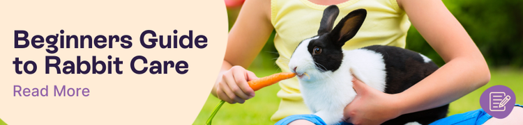 The Complete Guide to Rabbit Care