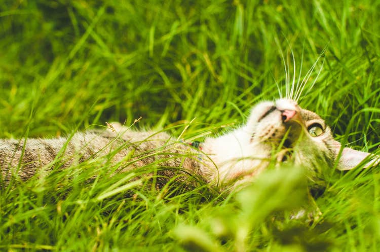 A tabby and white cat happily rolling around in the grass