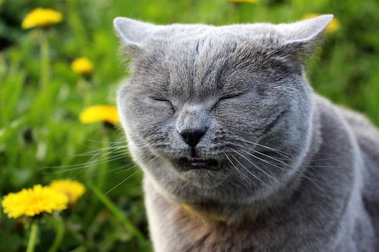 grey Scottish fold cat sneezing near flowers