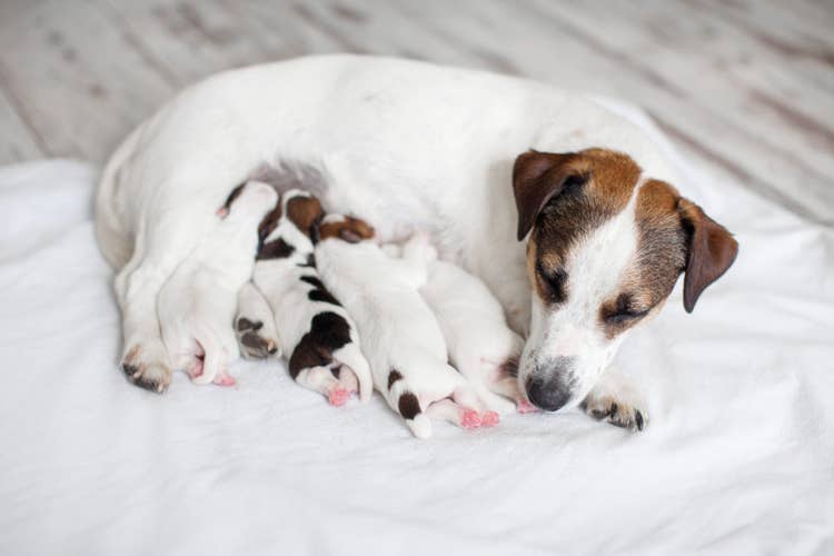 A brown and white Jack Russell lying down while she feeds her litter of four puppies.