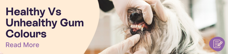 Dog and Cat Gum Colour Chart Header Image