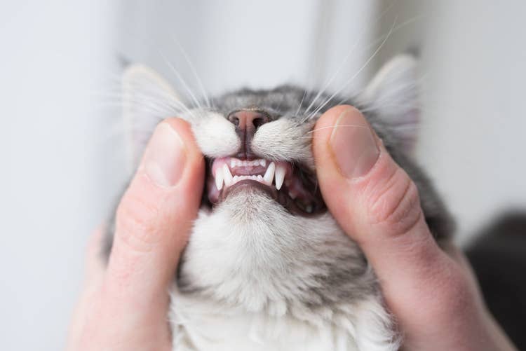 An owner gently using their thumbs to reveal their cat's front teeth.